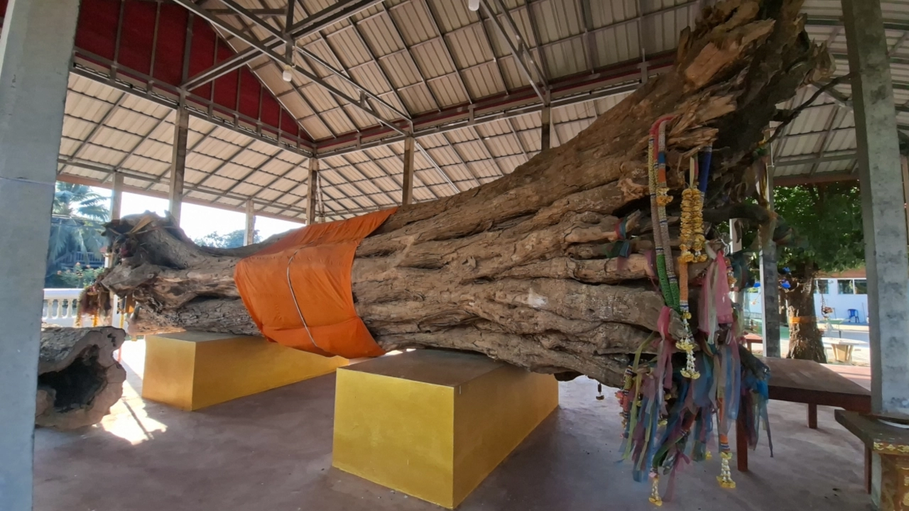 ส่องเลขเด็ด “ปู่มะขามเฒ่า” วัดชัยชุมพล คนสมหวังเตรียมจัดมวย 10 คู่แก้บน