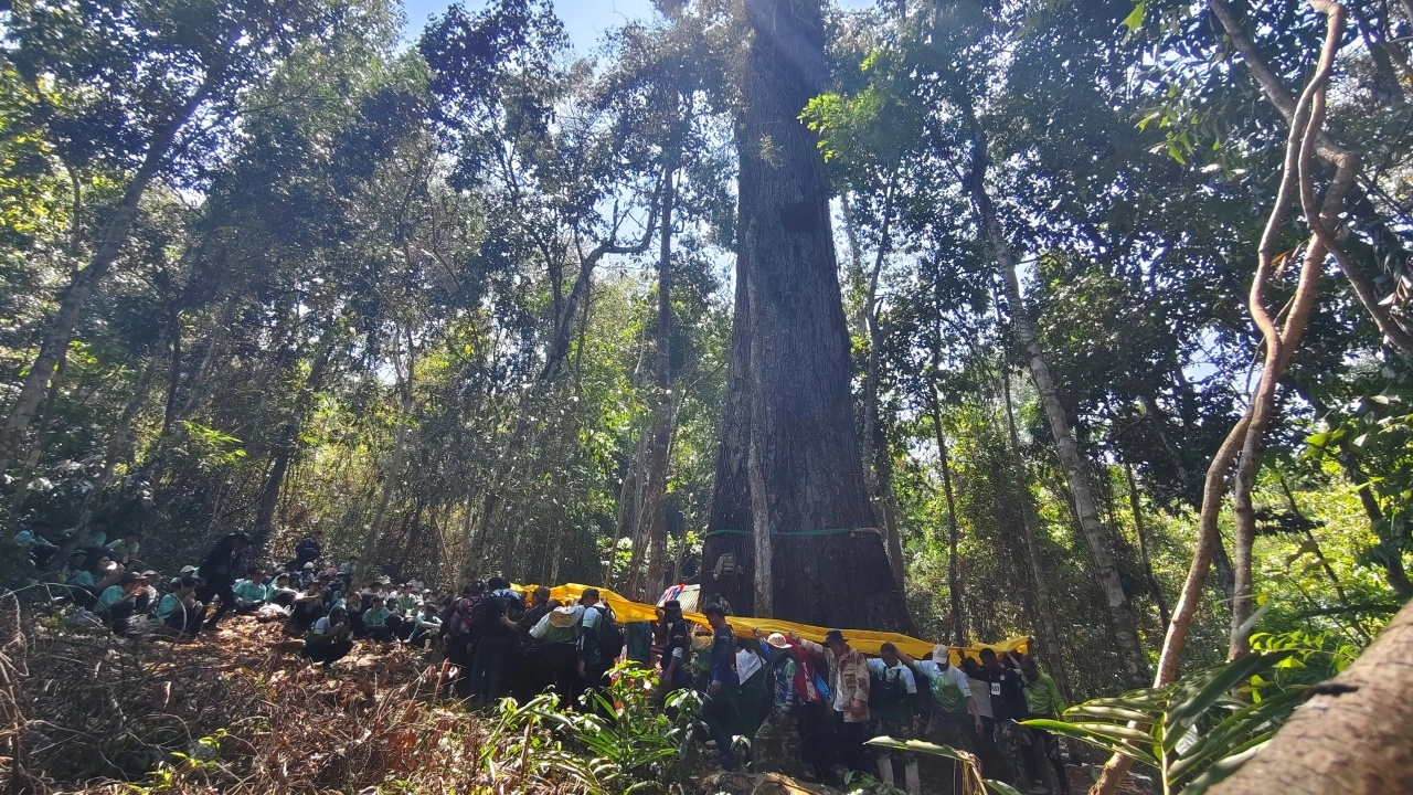 ส่องเลขเด็ด 16/4/69 พิธีบวงสรวง "ต้นตะเคียนทองยักษ์พันปี" กลางป่าอุทยานฯ ทับลาน