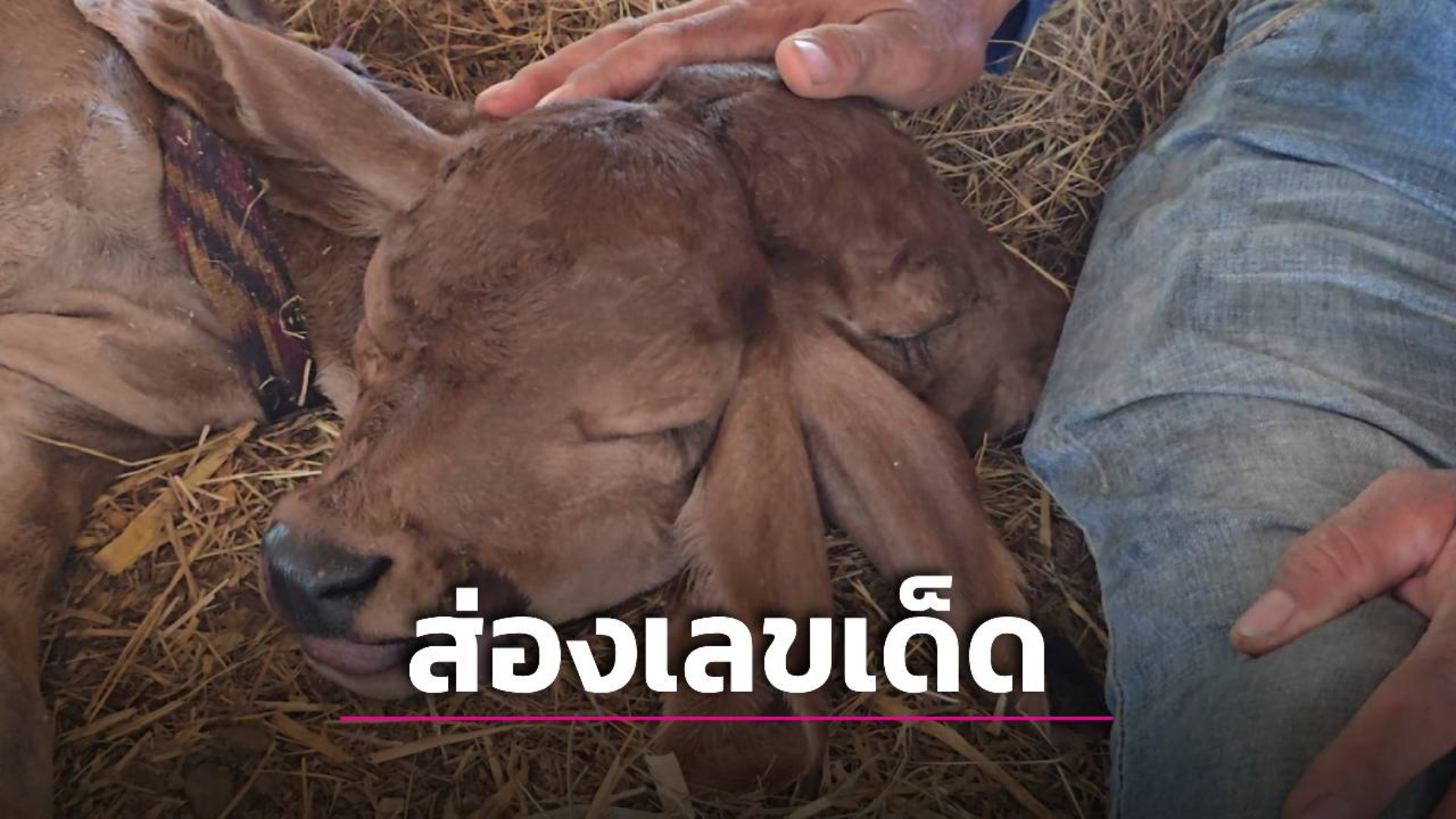 ‘ชาวบ้าน’ น้ำพอง-ขอนแก่น แห่ส่องเลขเด็ด! ลูกวัว 2 หัว เจ้าของเชื่อ มาให้โชค