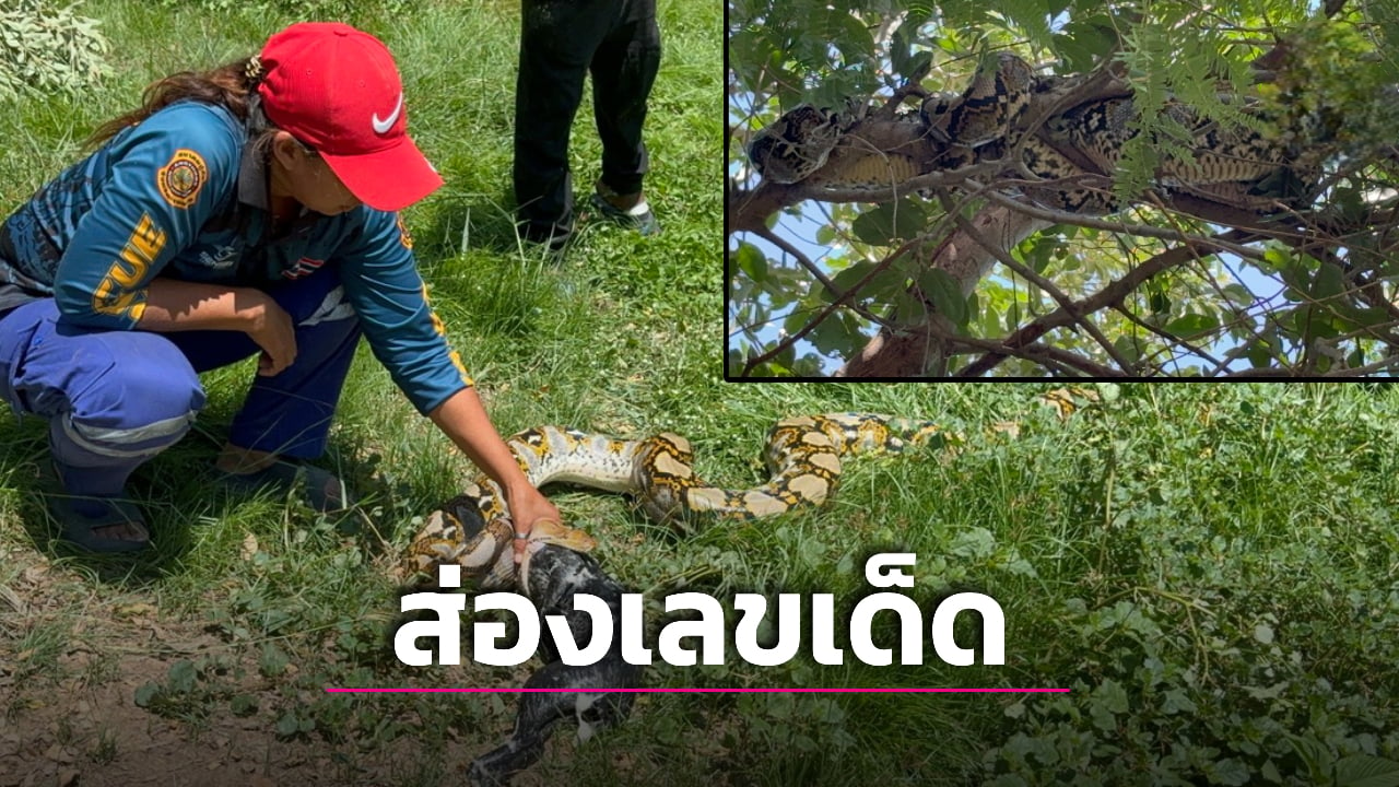 คอหวยตาลุก! งูเหลือมยักษ์เขมือบแมวดำขย้อนโชว์คามือ แห่ส่องเลขเด็ดลุ้นรวยงวดนี้