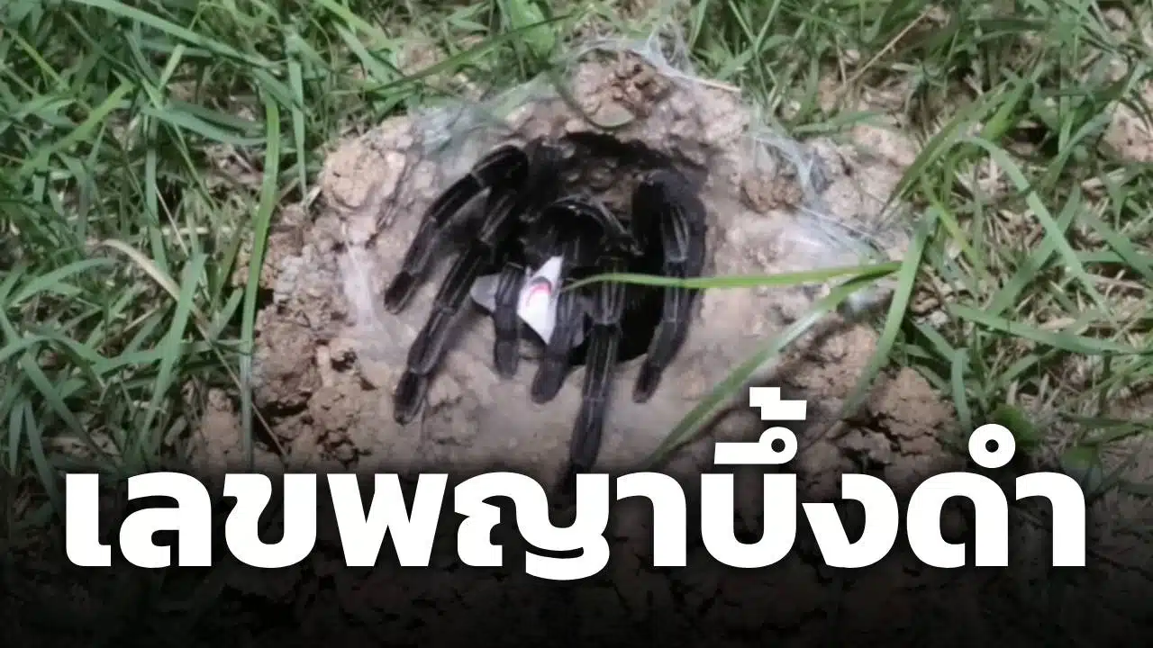 เลขเด็ด พญาบึ้งดำ เสี่ยงทายชุดเลขท้ายลุ้นรางวัลใหญ่ รีบดูก่อนเลขดัง 16/7/69