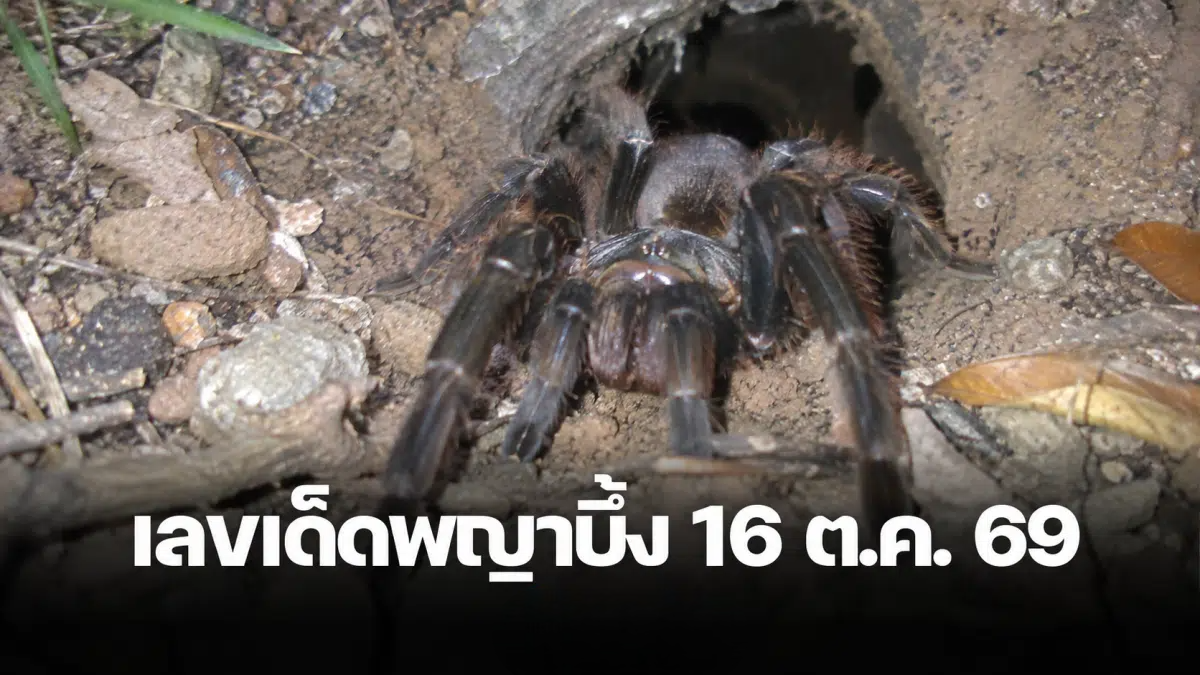 เลขเด็ดพญาบึ้ง 16 ต.ค. 69 มาแล้ว คาบเลขจากปากรู 2 ใบ คอหวยอ่างทองแห่ส่อง