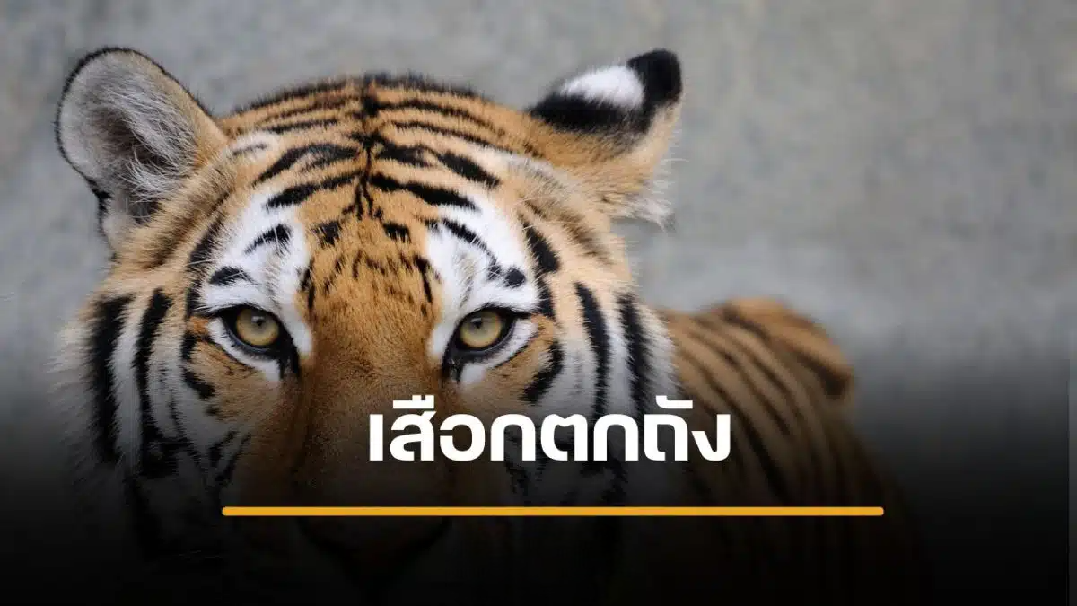 เลขเด็ด เสือตกถังพลังเงินดี งวด 1/11/69 เด่น 1 รอง 3 เปิดชุด 3 ตัว 8 ชุด